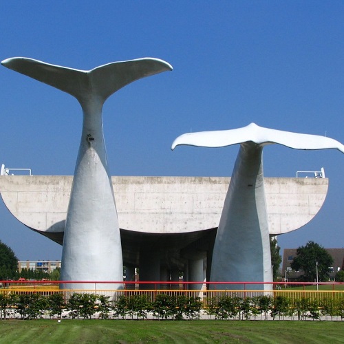 Walvisstaarten Rotterdam